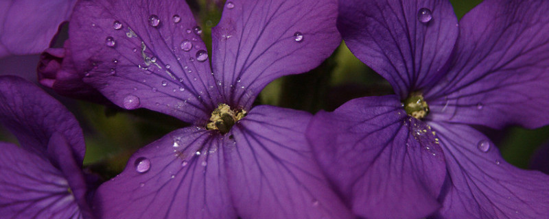 紫罗兰和风信子区别（紫罗兰和风信子区别）