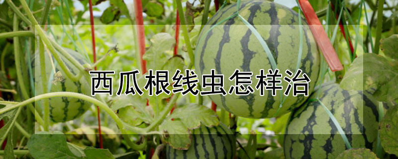 西瓜根线虫怎样治 西瓜根线虫怎样治理