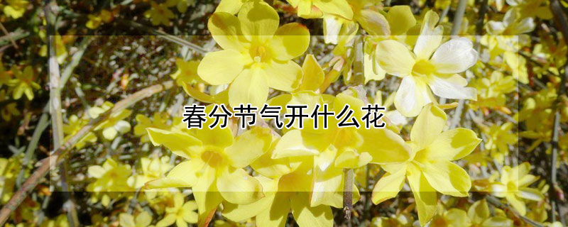 春分节气开什么花 春分节气开什么花画