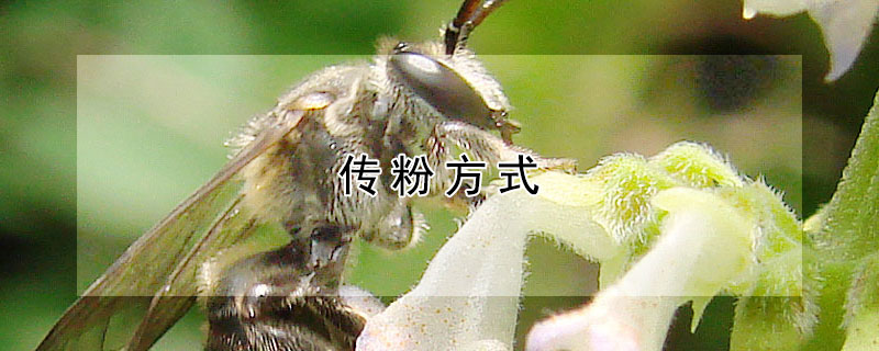 传粉方式 传粉方式有哪些