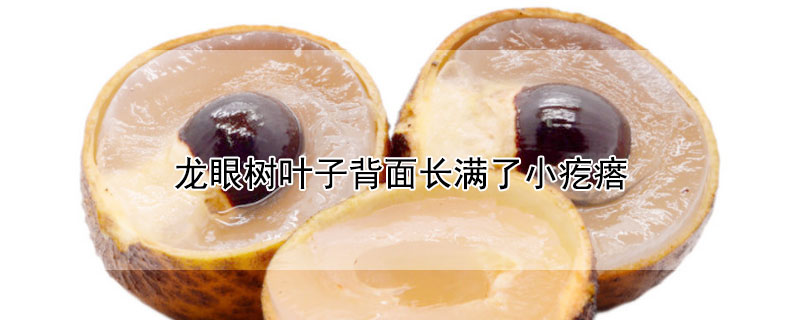 龙眼树叶子背面长满了小疙瘩 龙眼树叶子背面长满了小疙瘩是什么