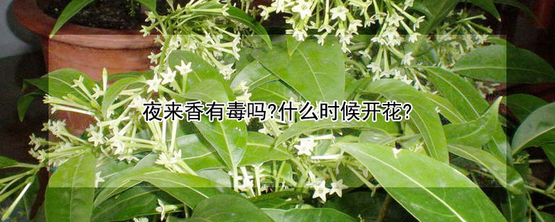 夜来香有毒吗?什么时候开花? 夜来香开的花有毒吗