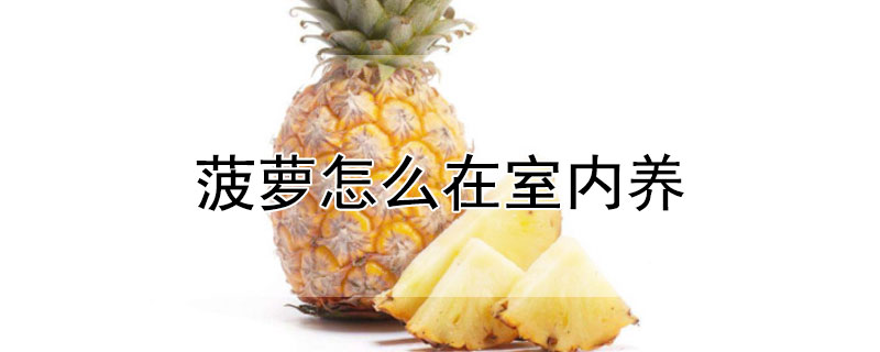 菠萝怎么在室内养（菠萝怎么在室内养护）