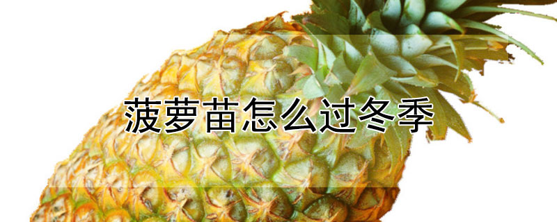 菠萝苗怎么过冬季 菠萝苗怎么过冬季的