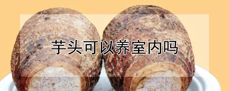 芋头可以养室内吗 芋头可以养室内吗冬天