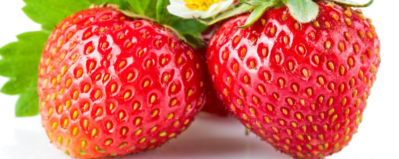 草莓怎样扦插 草莓怎样扦插成活率高