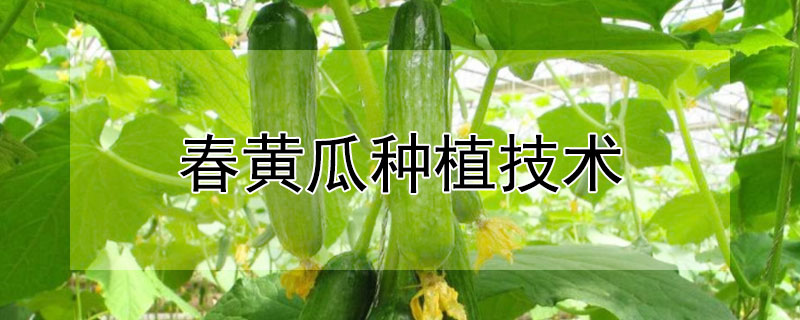 春黄瓜种植技术 春早黄瓜播种栽培技术