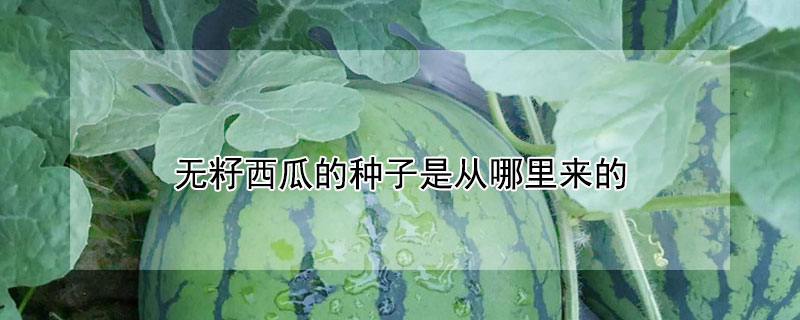 无籽西瓜的种子是从哪里来的 无籽西瓜的种子是从哪里来的呢
