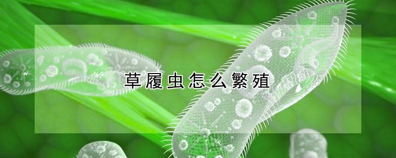 草履虫怎么繁殖（草履虫怎么繁殖更快）