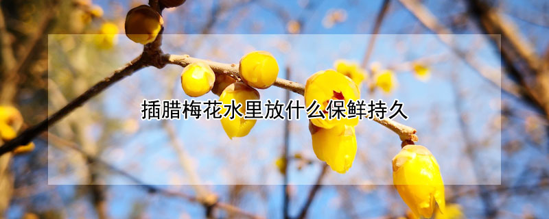 插腊梅花水里放什么保鲜持久 腊梅插花怎样长时间保存