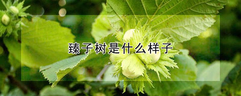 臻子树是什么样子 什么的榛子