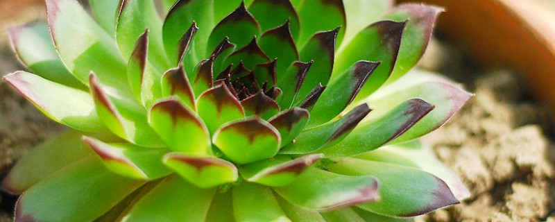 观音莲长高了怎么救（观音莲总是长高怎么回事）