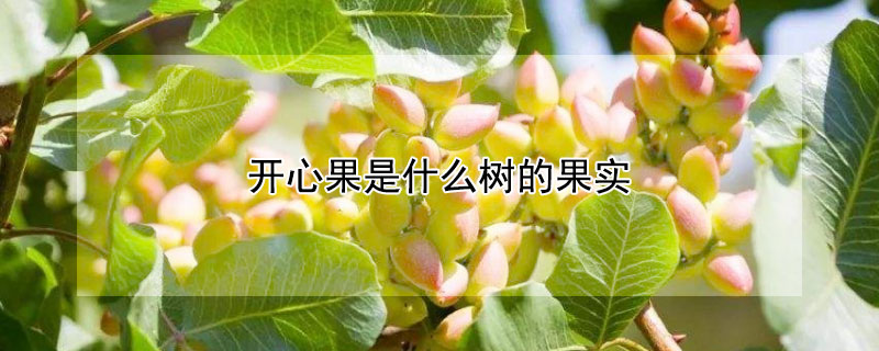 开心果是什么树的果实 开心果是什么树的果实就是白果吗?