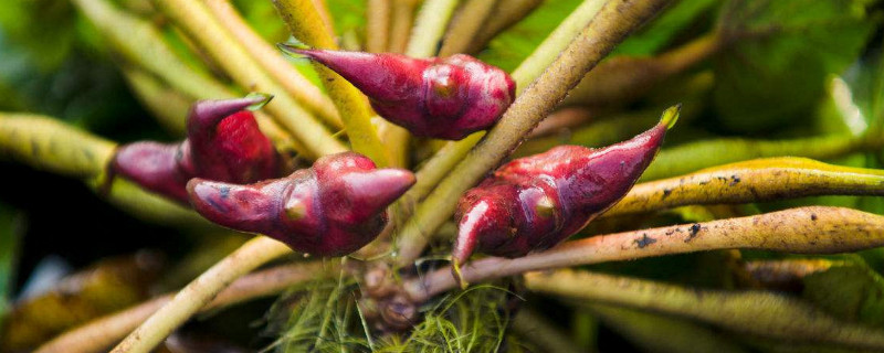 牛角一样的水果是什么 牛角一样的水果是什么水果