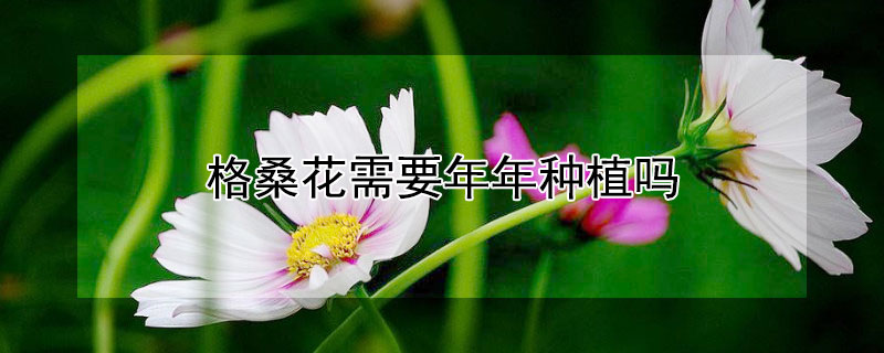 格桑花需要年年种植吗（格桑花何时种植）