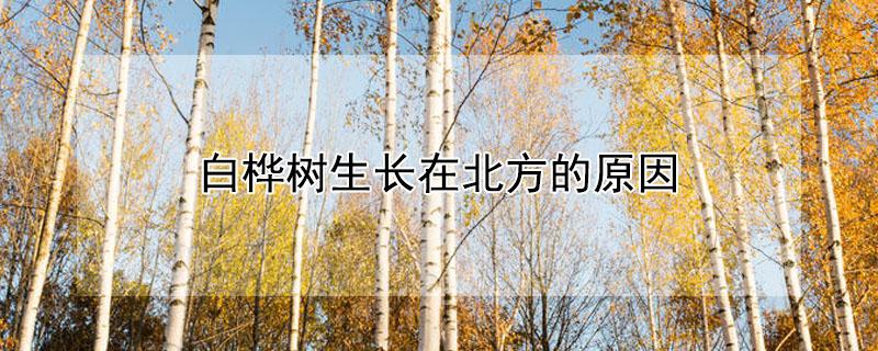 白桦树生长在北方的原因 白桦树生长在北方的原因二年级