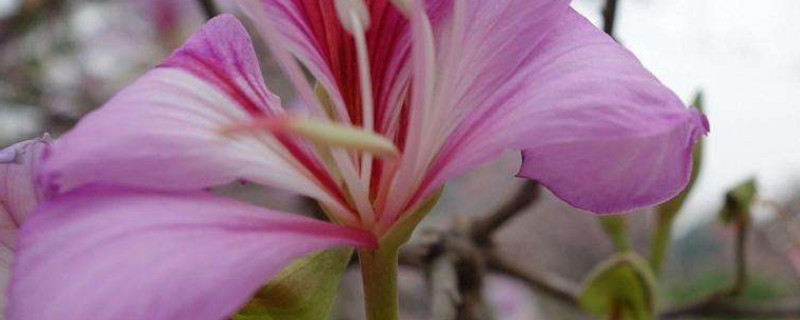 紫荆花能长多高 紫荆花树可以长多大