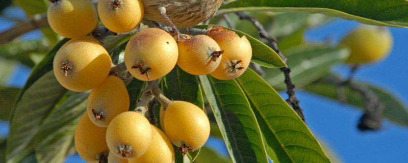 琵琶介绍 琵琶介绍图