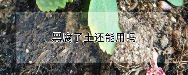 黑腐了土还能用吗（黑腐过的土还能用吗）