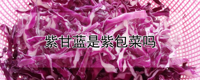 紫甘蓝是紫包菜吗（紫甘蓝是紫包菜吗蔬菜沙拉）