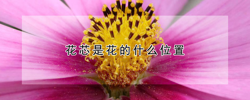 花芯是花的什么位置（花芯和花蕊各是指哪里）
