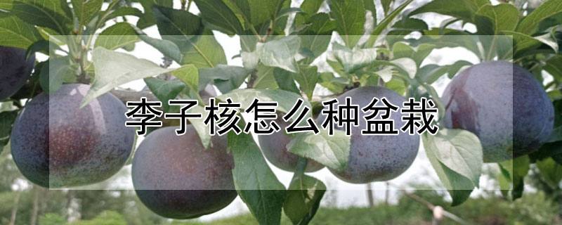 李子核怎么种盆栽 李子核怎么种植