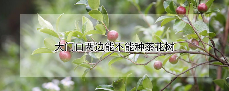大门口两边能不能种茶花树 大门口两边能不能种茶花树风水问题