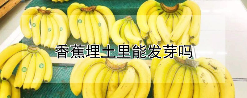 香蕉埋土里能发芽吗（香蕉埋土里能发芽吗视频）