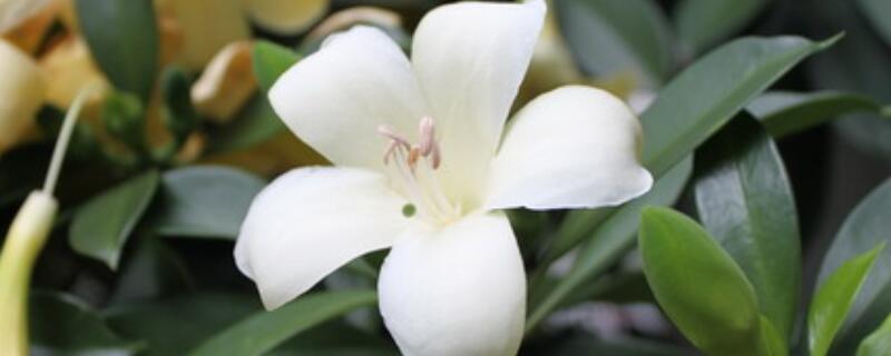 灰莉黄叶子是什么原因（灰莉叶子发黄怎么办）