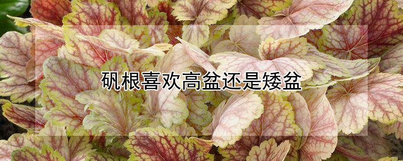 矾根喜欢高盆还是矮盆（矾根用大盆种还是小盆中种好）