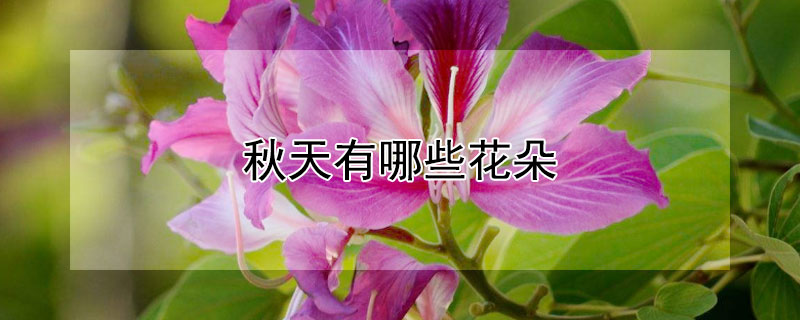 秋天有哪些花朵（秋天有哪些花朵什么颜色）