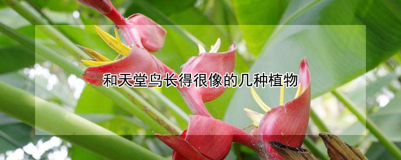 和天堂鸟长得很像的几种植物 跟天堂鸟很像的植物叫什么