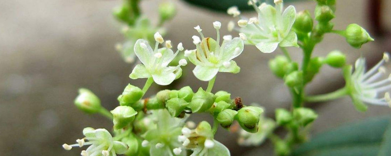 蓼科植物的主要特征（蓼科植物的主要特征之一）