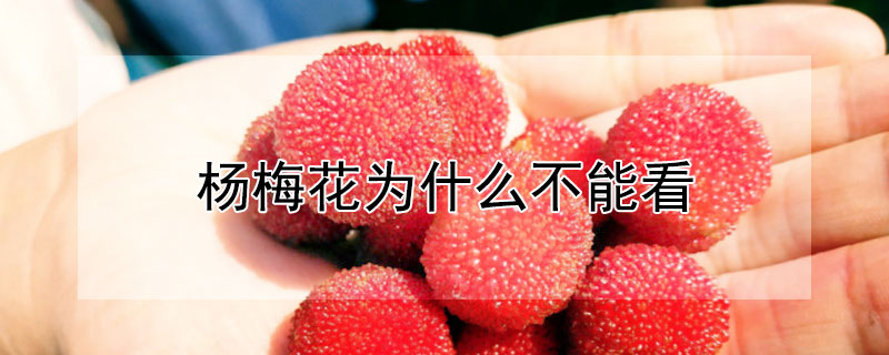 杨梅花为什么不能看（杨梅开花为什么不能看）
