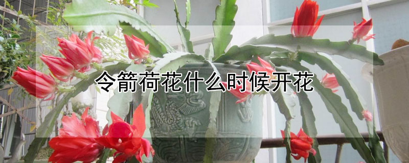 令箭荷花什么时候开花（令箭荷花什么时候开花契约）