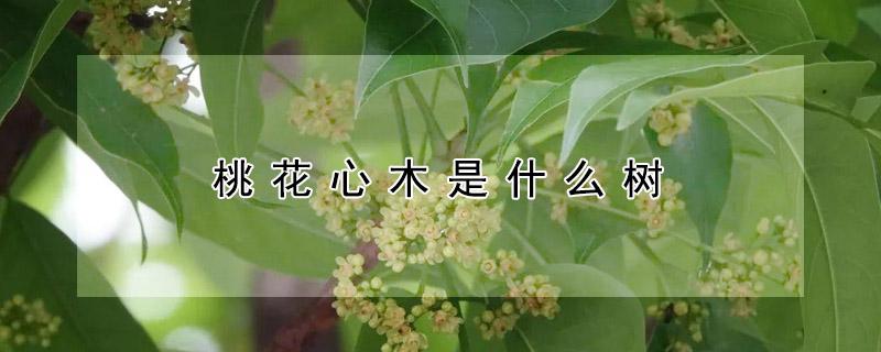 桃花心木是什么树（桃花心木是什么树简介）