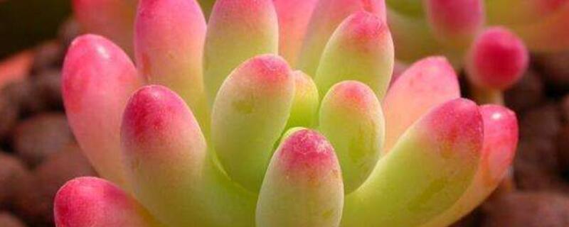 果冻乙女心叶子萎了（果冻乙女心叶子发黄萎缩）