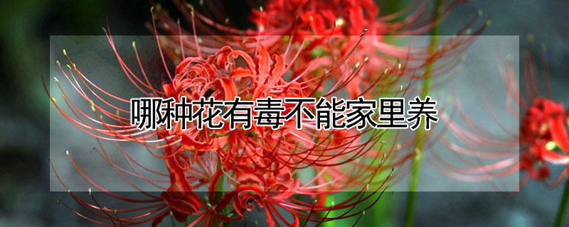 哪种花有毒不能家里养（哪种花有毒不能家里养的）