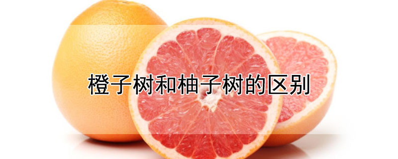 橙子树和柚子树的区别（橙子树与柚子树的区别）