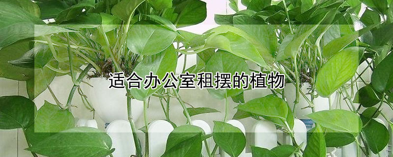 适合办公室租摆的植物（办公室租摆植物方案）