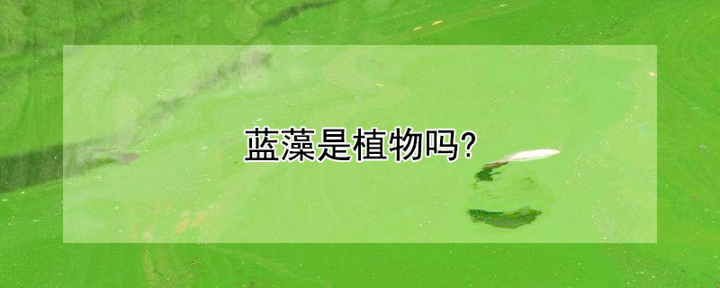 蓝藻是植物吗? 蓝藻是植物吗百度百科