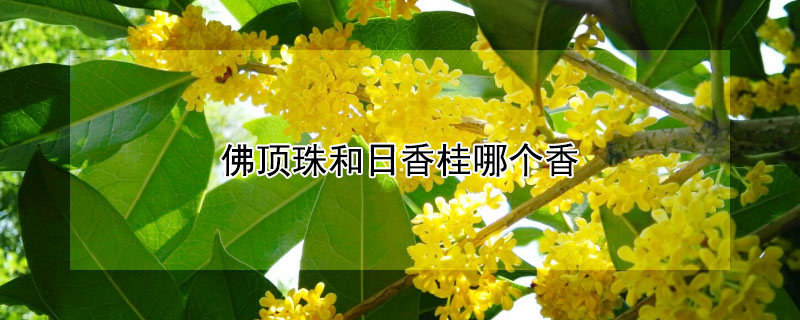 佛顶珠和日香桂哪个香 日香和佛顶珠哪种好