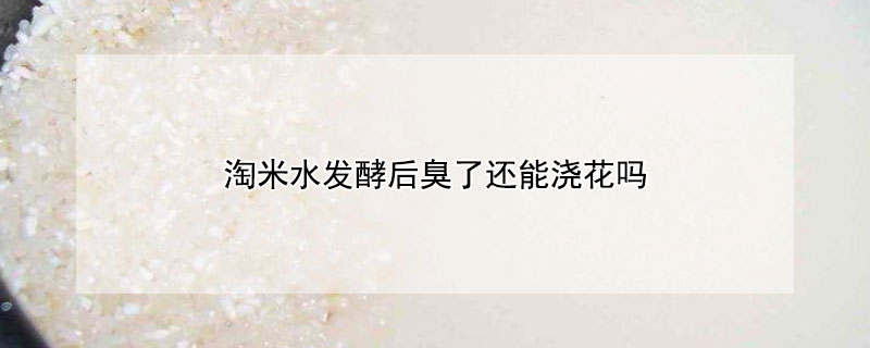 淘米水发酵后臭了还能浇花吗（淘米水发酵后臭了还能浇花吗视频）