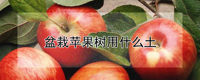 盆栽苹果树用什么土（盆栽苹果树用什么土种植）