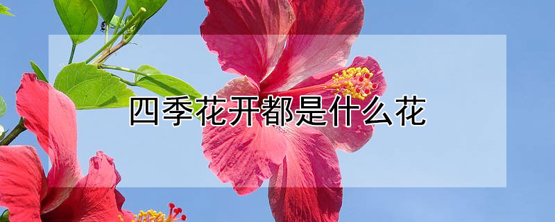 四季花开都是什么花（四季都开的花是什么花）