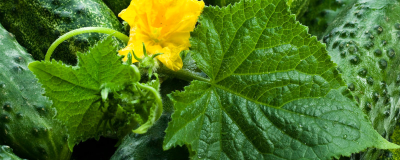 黄瓜叶打卷怎么办（黄瓜叶子打卷怎么回事）