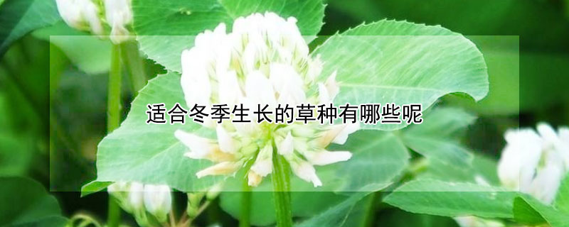 适合冬季生长的草种有哪些呢 适合冬天生长的草种有哪些呢