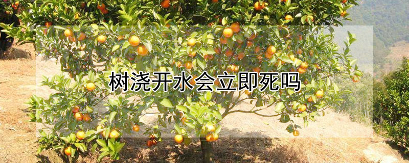 树浇开水会立即死吗（树浇开水会立即死吗视频）