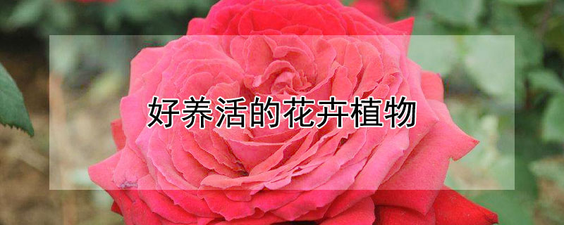 好养活的花卉植物（好养活的花卉植物室外）