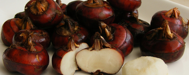 荸荠种植新技术（荸荠种植新技术有哪些）